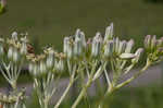 Pale Indian plantain